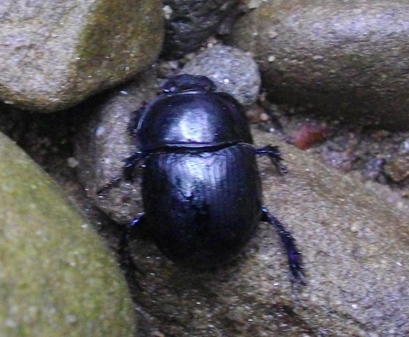 identificazione coleottero: Anoplotrupes stercorosus